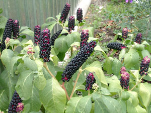 Фитолакка американская