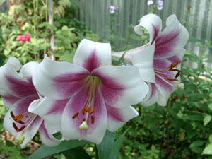 Лилия сорта "Триумфатор"