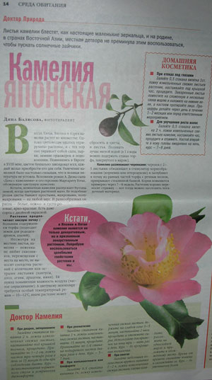 Камелия японская