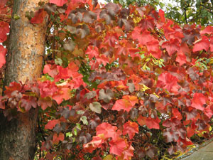 Листва винограда